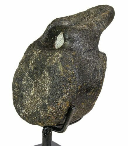 Hadrosaur (Gryposaur) Caudal Vertebra - Two Medicine Formation #113349